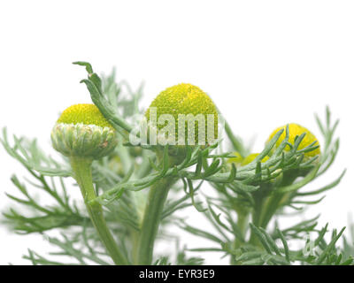 Erbe pineappleweed (Matricaria discoidea) su uno sfondo bianco Foto Stock