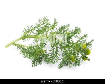 Erbe pineappleweed (Matricaria discoidea) su uno sfondo bianco Foto Stock