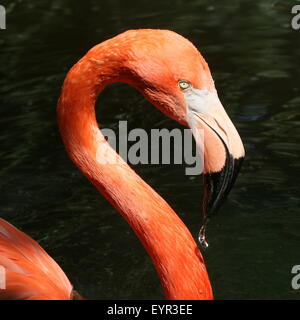 Americana o dei Caraibi flamingo ( Phoenicopterus ruber), primo piano della testa Foto Stock