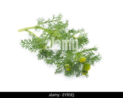 Erbe pineappleweed (Matricaria discoidea) su uno sfondo bianco Foto Stock