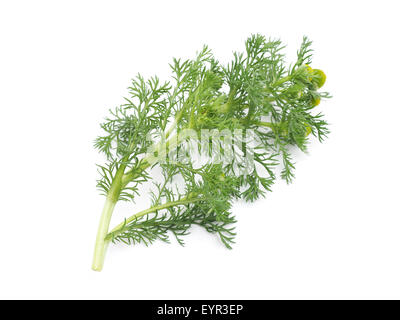 Erbe pineappleweed (Matricaria discoidea) su uno sfondo bianco Foto Stock