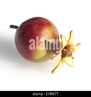 Granatapfel, Punica granatum, Foto Stock