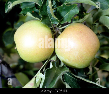 Jonagold; Schneider; Apfel; Apfelsorte, Apfel, Kernobst, Obst, Foto Stock