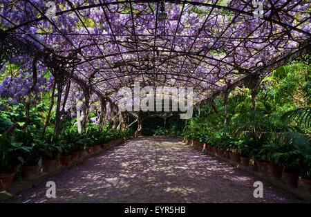 Il pergolato di glicine in piena fioritura, giardino botanico o Jardin Botanico de la Concepción, Malaga, Andalusia. Foto Stock