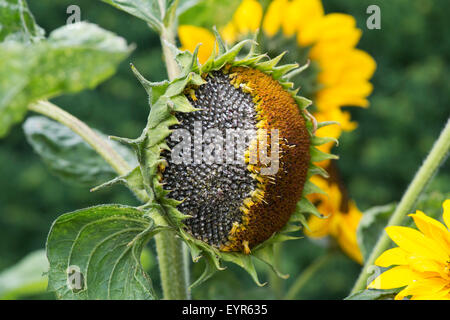 Helianthus annuus. Girasole andando alle sementi Foto Stock