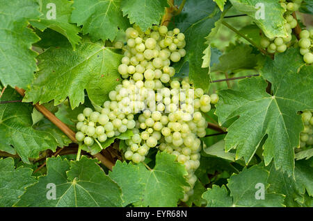 Il Trebbiano Toscano; Weisse Weintrauben, Wein, Weinpflanzen, Reben, Fruechte, Beeren, Obst, Foto Stock