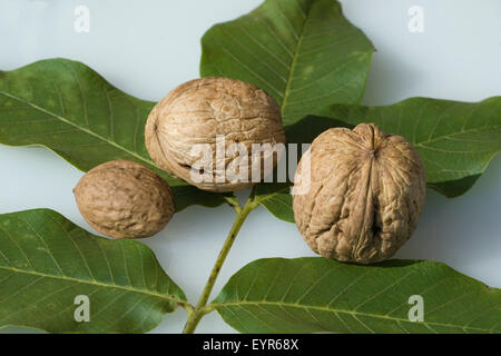 Walnuesse, Walnuss, Walnussbaum, Juglans regia, Nuss, - Foto Stock