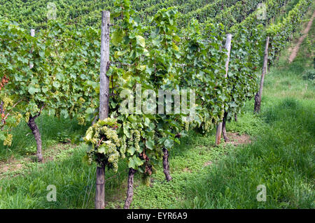Weinberg, Weisser Raeuschling, Wein, Weinpflanzen, Reben, Fruechte, Beeren, Obst, - Foto Stock