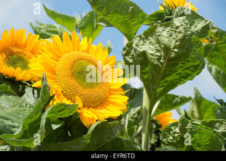 Helianthus annuus. Girasole unrich "Oro" Foto Stock