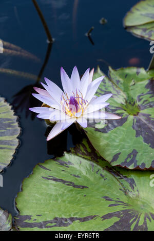 Nymphaea 'Tanglewood blu". Giglio di acqua Foto Stock