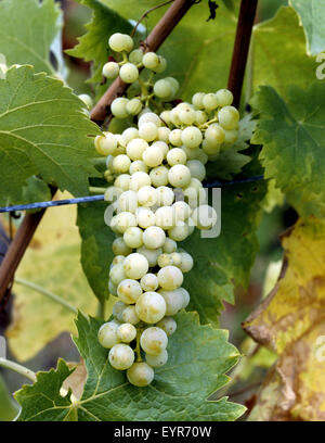 Weintrauben, Trebbiano Toscano, Wein, Weinpflanzen, Reben, Fruechte, Beeren, Obst, Foto Stock