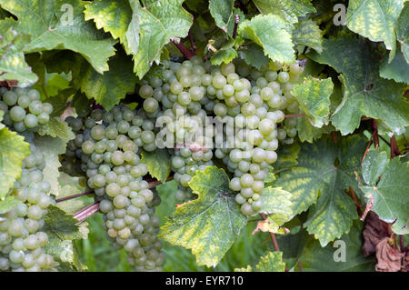 Weisser Raeuschling, Wein, Weinpflanzen, Reben, Fruechte, Beeren, Obst, Foto Stock