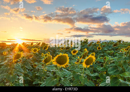 Campo di girasoli giallo sotto un tramonto dorato. Un cielo di nuvole e sole appena sopra l'orizzonte. Foto Stock