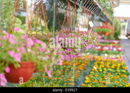 Molti fiori colorati nella parte anteriore di un vivaio shop per la vendita Foto Stock