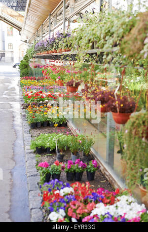 Molti diversi fiori colorati in vendita nella parte anteriore del negozio di vivaio Foto Stock
