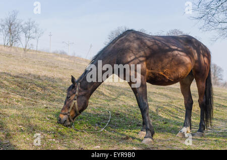 Cavallo di castagno (mare) prima di pascolo di erba fresca su un pascolo a molla Foto Stock