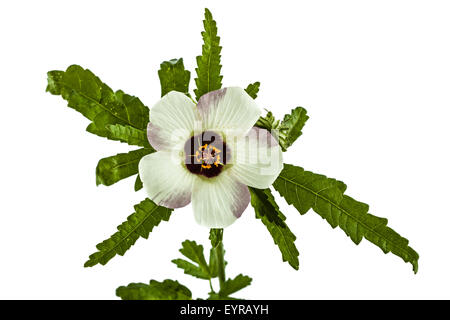 Fiore di Hibiscus, isolati su sfondo bianco Foto Stock