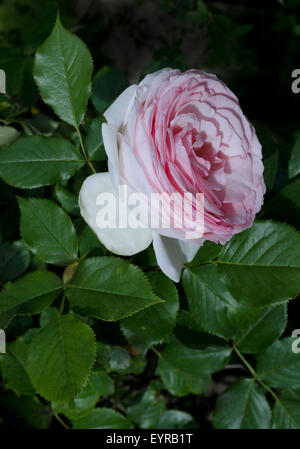 Rosa Pierre de Ronsard Foto Stock