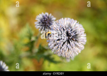 Bumbleee decolla da viola pallido fiore testa contro il fogliame verde sfondo sfocato. Foto Stock