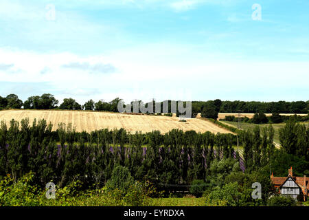 Agriturismo Castello di campi di lavanda vicino a Sevenoaks in Kent REGNO UNITO Foto Stock