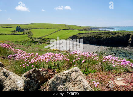 Mare rosa o la parsimonia (Armeria maritima) fiori accanto al sentiero costiero all'inizio dell'estate. Alloggiamento per cavo Isola di Anglesey nel Galles REGNO UNITO Foto Stock