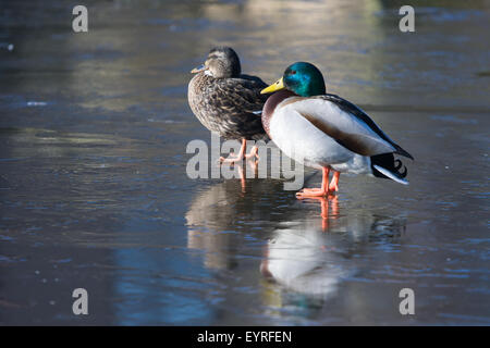 Due anatre su un lago ghiacciato Foto Stock