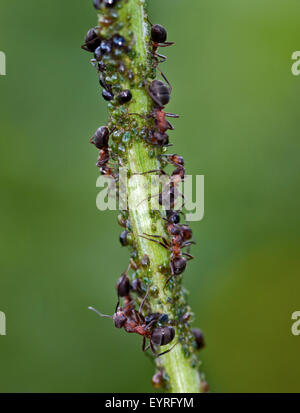 Formiche e Greenfly sullo stelo, Italia Foto Stock