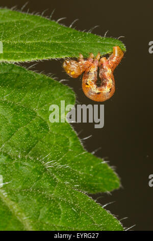 Chiazzato Umber Tarma (Erannis defoliaria) looper caterpillar in movimento lungo il bordo di una foglia Foto Stock