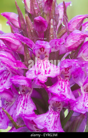 Close-up di fiori singoli in una palude meridionale (orchidea Dactylorhiza Praetermissa) Testa di fiori Foto Stock