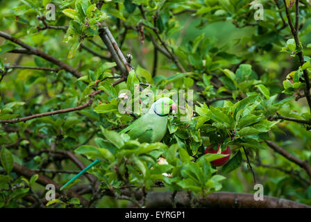 Kingston upon Thames Surrey, Inghilterra. Una rosa-inanellati parrocchetto con becco rosso e il collare nero mangia mele in un albero. Foto Stock