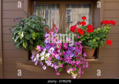 La Svizzera. Tipico di fiori colorati nella finestra casella. Foto Stock