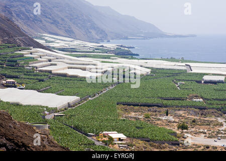 Grandi piantagioni di banane a La Palma Isole Canarie Foto Stock