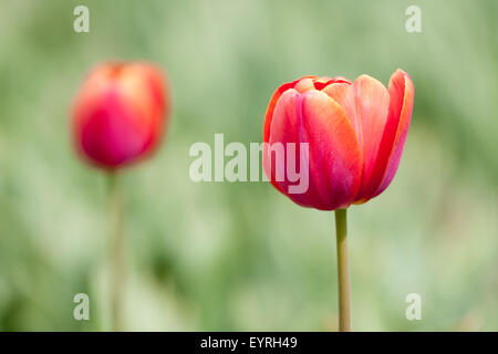 Red tulip girato con una messa a fuoco selettiva e una profondità di campo ridotta Foto Stock