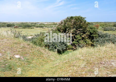 Paesaggio di Dune presso la costa olandese Foto Stock