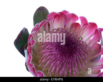 Viola protea, isolato su bianco Foto Stock