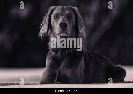 Fotografia in bianco e nero di capelli lunghi Weimaraner poggiante sulla neve. Foto Stock