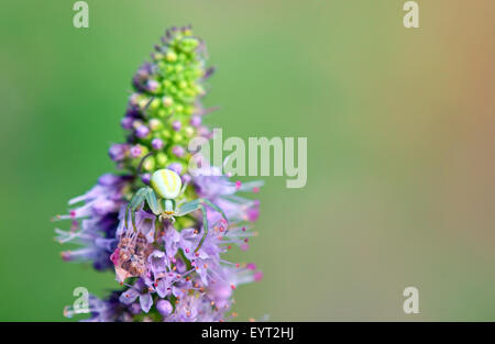 Il ragno granchio seduto sul fiore Foto Stock