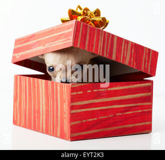 Adorabili cuccioli chihuahua nella casella Foto Stock