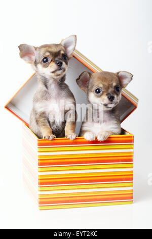 Adorabili cuccioli chihuahua nella casella Foto Stock