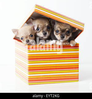 Adorabili cuccioli chihuahua nella casella Foto Stock