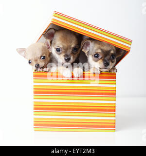 Adorabili cuccioli chihuahua nella casella Foto Stock