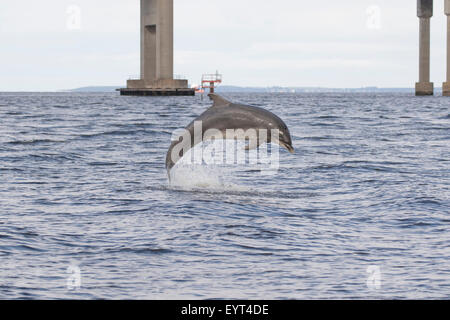 I delfini (tursiops truncatus) violare, saltando, vicino al Ponte Kessock, Inverness, Moray Firth, Scotland, Regno Unito Foto Stock