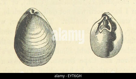 Immagine presa da pagina 335 del '[Acadian Geologia di un account Foto Stock