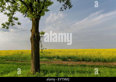 Albero verde al giallo campo di colza con cielo blu, meravigliosi colori intensi, Ludogorie, Bulgaria Foto Stock