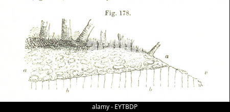 Immagine presa da pagina 523 del '[L'Osservatore geologica]' Foto Stock