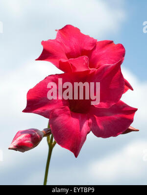 , Dipladenia Sanderi; Sundaville; scuro, rosso; Foto Stock