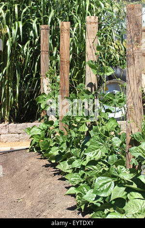 Fagioli verdi crescente di giovani garden Foto Stock