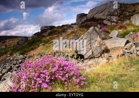 Heather fiori sul bordo Baslow in Peak District, DERBYSHIRE REGNO UNITO Inghilterra - estate Foto Stock