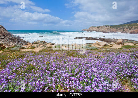 L'Italia, Sardegna, paesaggi costieri con fiori sul Capo Pecora Foto Stock