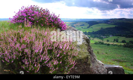 Heather fiori sul bordo Baslow sopra il Derwent Valley nel Parco Nazionale di Peak District, DERBYSHIRE REGNO UNITO Inghilterra - estate Foto Stock